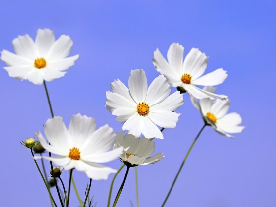 室内窗台上盛开的白色百合花，六片花瓣完全展开，花蕊橙黄色，背景为明亮自然光线，整体清新纯净