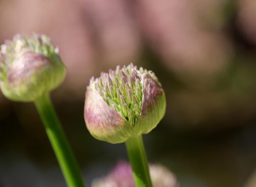 市场上摆放整齐的百合花球根，球根饱满紧实呈乳白色，鳞片层层叠叠，背景为木质展示台