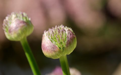 手持百合花球根展示正确种植朝向，球根尖端向上，背景为装有疏松培养土的深色花盆，操作示范清晰直观