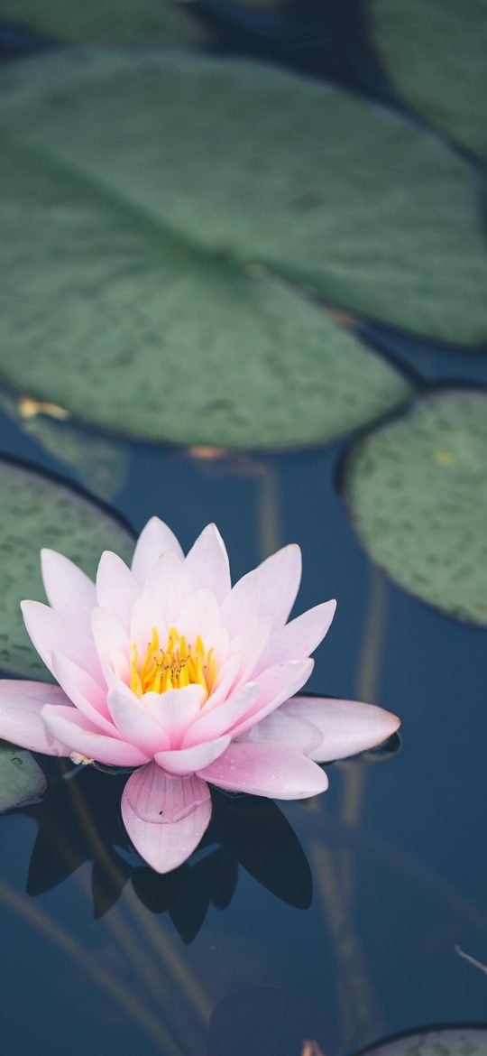 百合花 App 品种对照页面截图，上方是拍摄的叶片照片，下方列出三个候选品种及各自的形态判别要点